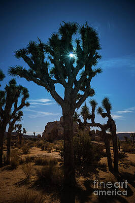 Wilderness Wall Art featuring the photograph Sunlit Joshua Tree #1 by Blake Webster