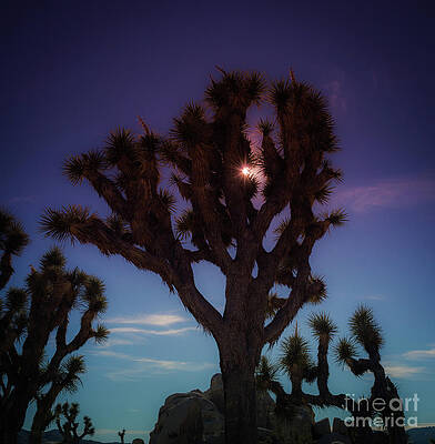Wilderness Wall Art featuring the photograph Sunlit Joshua Tree #2 by Blake Webster