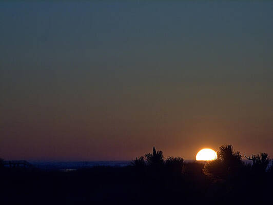 Sunrise Photograph - Sunrise Pine by Robert Newman