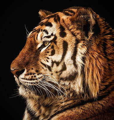 Portrait Photograph - Sunset Tiger by Chris Boulton