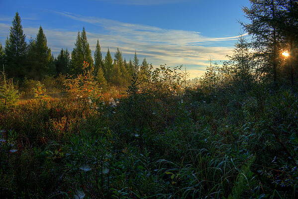 Wall Art featuring the photograph Sunshine On The Tamaracks by Dale Kauzlaric