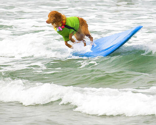 San Diego Wall Art featuring the digital art Surf Dog - Outta Here by Waterdancer