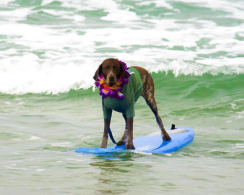 San Diego Wall Art featuring the digital art Surfing German Pointer by Waterdancer