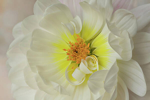 Delicate Photograph - Surprise Inside by Mary Jo Allen