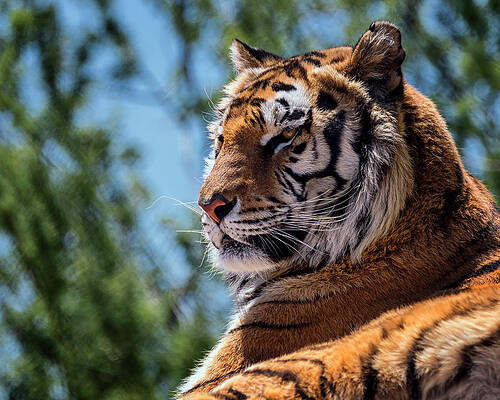 Photograph - Surveying Eyes by American Landscapes