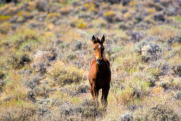 Wildlife Wall Art featuring the photograph Sweet Mustang Foal by Waterdancer