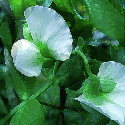 Blossom Digital Art - Sweet Pea by Gina Harrison