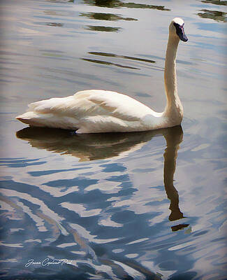 Wall Art featuring the photograph Swimming Swan by Joann Copeland-Paul