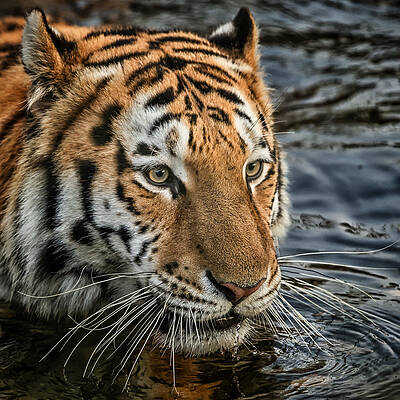 Portrait Photograph - Swimming Tiger by Chris Boulton