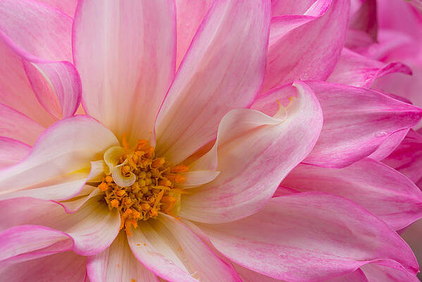 Petal Wall Art featuring the photograph Swirls And Curls by Mary Jo Allen