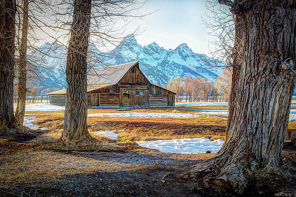 Wall Art featuring the photograph TA Moulten Barn N Grand Tetons by Carla E
