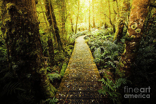 Natural Wall Art featuring the photograph Tarkine Tasmania Trails by Jorgo Photography