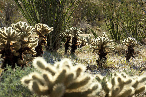 Nature Wall Art featuring the photograph Teddy Bear Forest by Kelley King