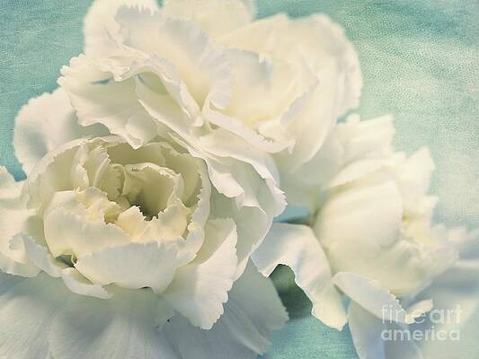 Delicate White Carnations Wall Art