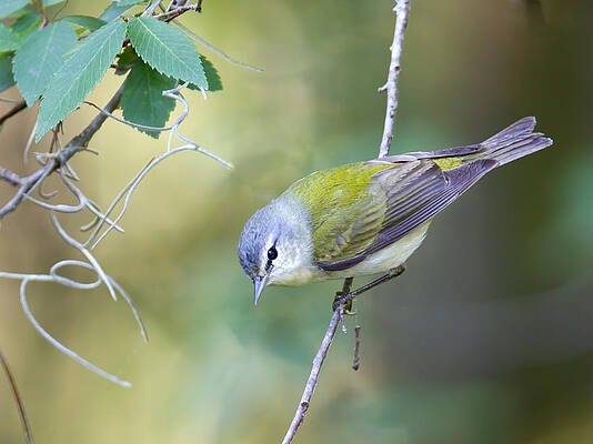 Warbler Photograph - Tennessee Warbler by Jim E Johnson