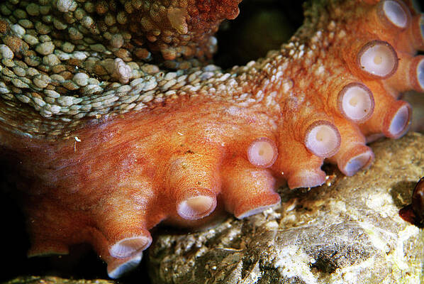 Animal Wall Art featuring the photograph Tentacles Of A Common Octopus by Sami Sarkis Photography
