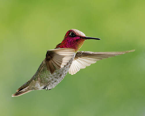 America Photograph - Terror Of The Skies -- Anna's Hummingbird At Templeton, California by Darin Volpe