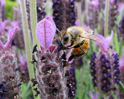 America Photograph - Busy Bee - Western Honey Bee In San Jose California by Darin Volpe