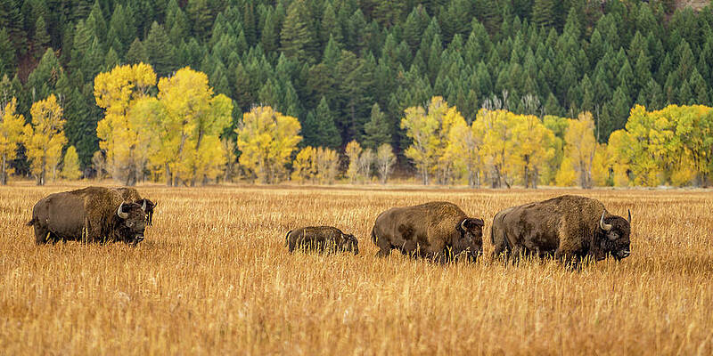 Wyoming Wall Art featuring the photograph Teton Herd by Jeff Stoddart