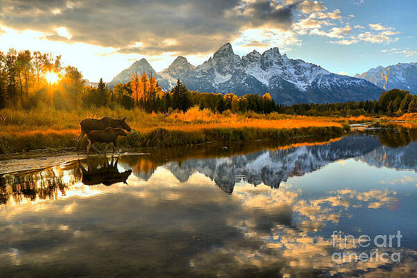 Moose at Sunset in the Mountains Wall Art