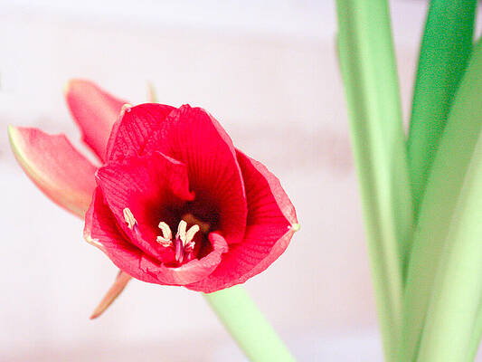 Wall Art featuring the photograph Thanksgiving Bloom by Rick Locke - Out of the Corner of My Eye