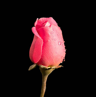 Photograph - The Beauty Of A Rose by Ed Clark