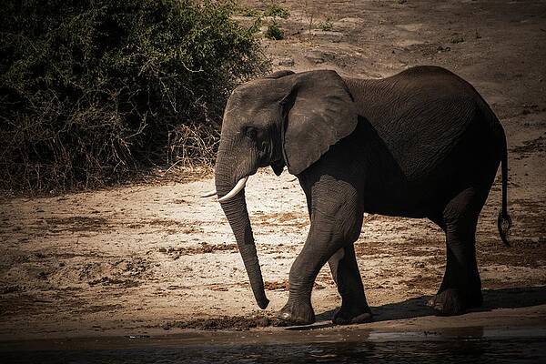 Wildlife Wall Art featuring the photograph The Big Big by Robert Grac