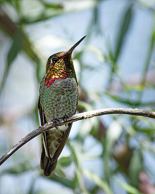 Wild Wall Art featuring the photograph The Bird In The Foil Mask -- Anna's Hummingbird In Templeton, California by Darin Volpe