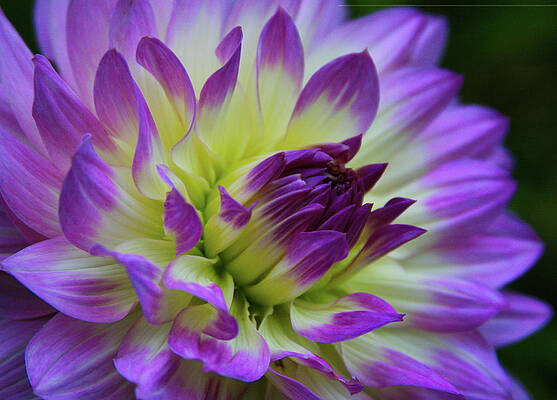 Yellow Wall Art featuring the photograph 695 Dahlia by Kevin Schwalbe