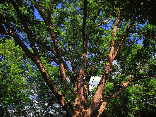 Wall Art featuring the photograph The Dover Oak by Raymond Salani III