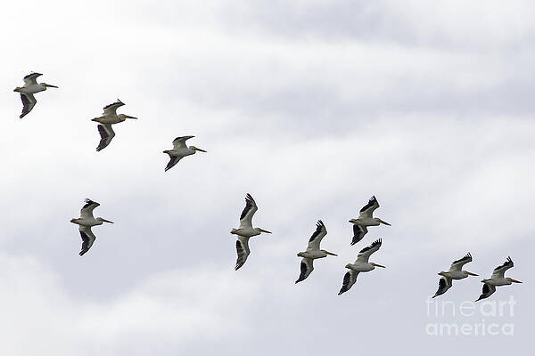 Marsh Photograph - The Flight Of The American White Pelicans by Natural Focal Point Photography