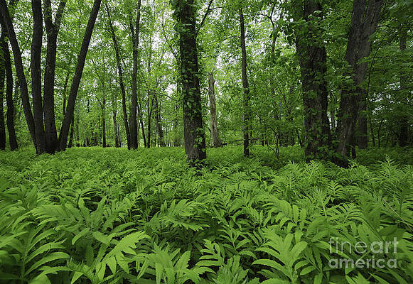 Wall Art featuring the photograph The Forest Of Ferns by Mary Lou Chmura