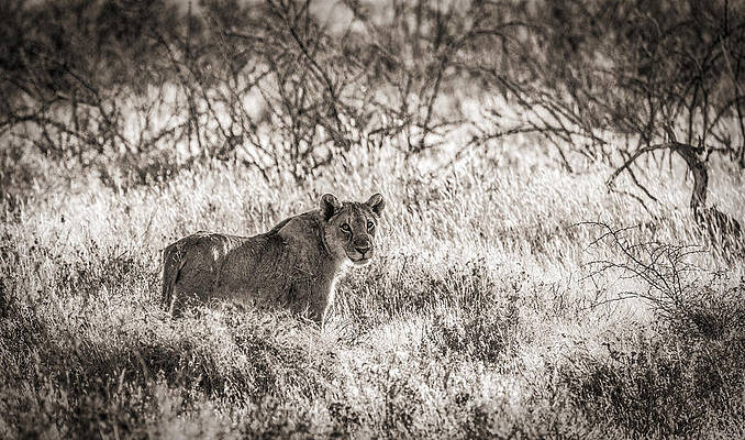 National Wall Art featuring the photograph The Huntress - Black And White Lion Photograph by Duane Miller