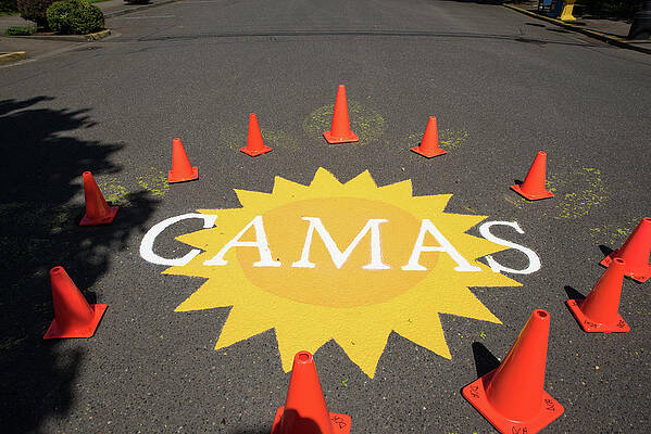 May Photograph - Flower In The Intersection by Tom Cochran