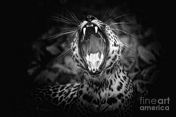 Wild Photograph - The  Leopard's Tongue Rolling Roar by Mary Lou Chmura