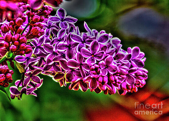 Spring Wall Art featuring the photograph The Lilac by William Norton