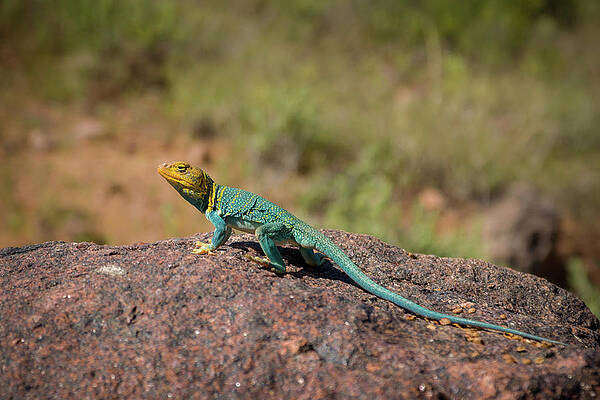 Outdoors Photograph - The Lizard by Steve L'Italien