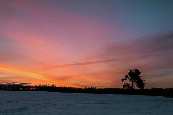 Wall Art featuring the photograph The Lonely Tree by Linda Ryma