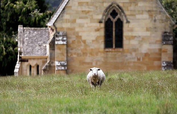 Country Wall Art featuring the photograph The Lord Is My Shepherd by Nicholas Blackwell