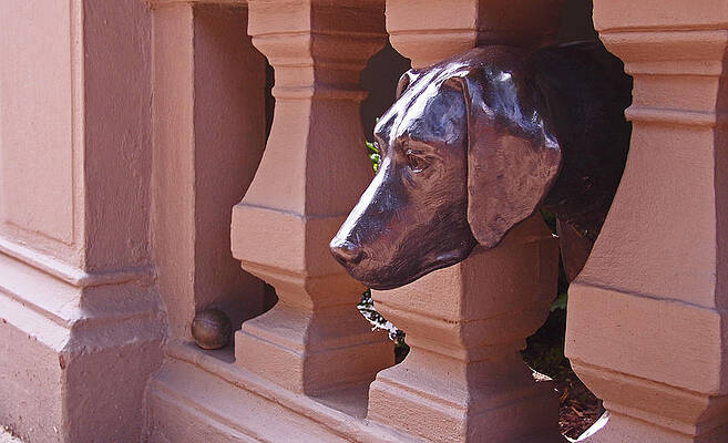 Wall Art featuring the photograph The Lost Ball by Rona Black