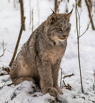 Wall Art featuring the photograph The Lynx by Linda Ryma