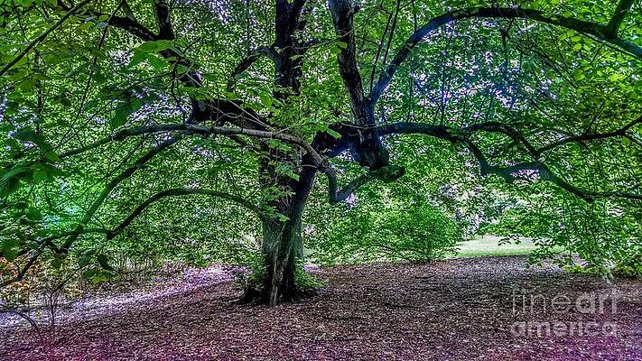 Wall Art featuring the photograph The Old Tree At Frelinghuysen Arboretum by Christopher Lotito