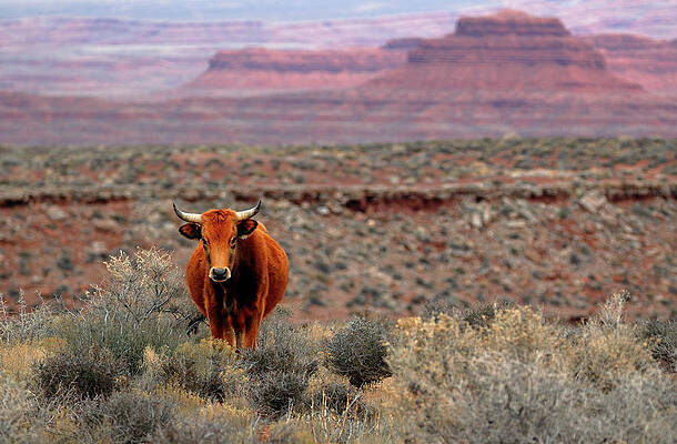 Desert Photograph - The Open Range 2 by Nicholas Blackwell