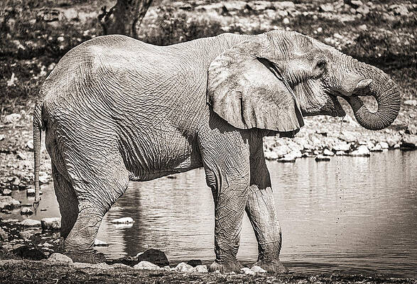 Nature Wall Art featuring the photograph The Pause That Refreshes - Black And White Elephant Photograph by Duane Miller