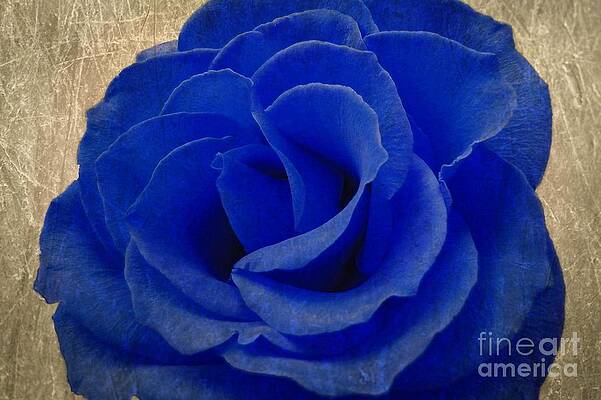 Photograph - The Rose Of Sadness by Jeffrey Kolker