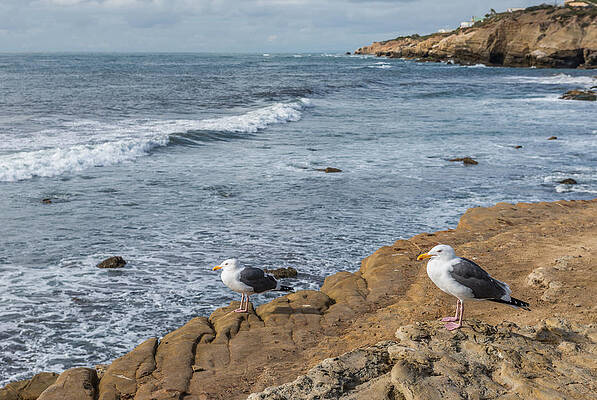 Wall Art featuring the photograph The Shore Patrol - California Coast Seagull Photograph by Duane Miller