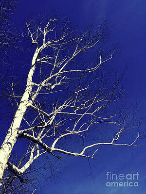 Tree Wall Art featuring the photograph The White Tree by Onedayoneimage Photography