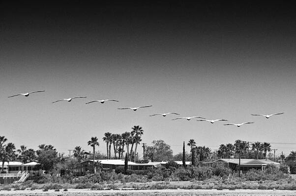 California Wall Art featuring the photograph The Wingmen by Duane Miller