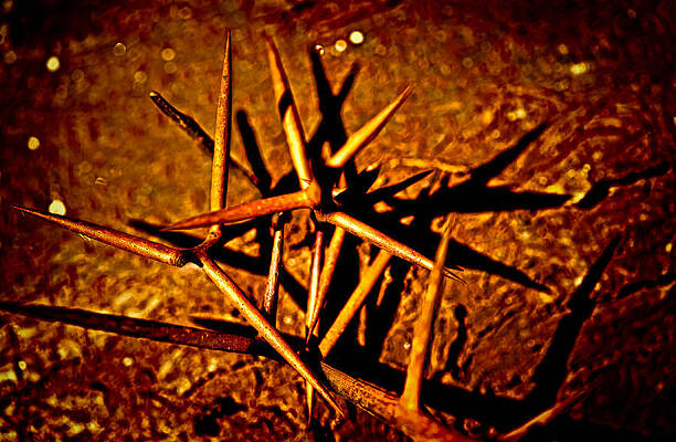 Philadelphia Wall Art featuring the photograph Thorns Of Life by Louis Dallara