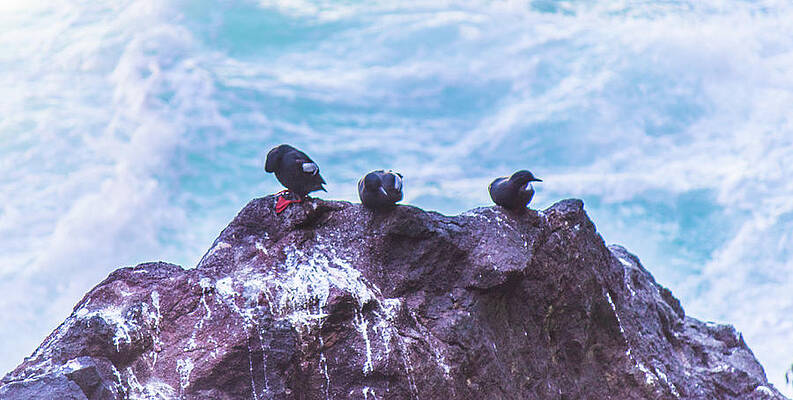 Tree Wall Art featuring the photograph Three Birds by Jonny D